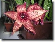 Stapelia Gigantea detail