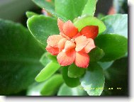 Kalanchoe