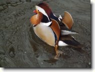 Fotosout�: Kachni�ka Mandar�nsk�