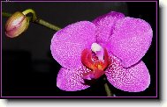 Bosk orchidej