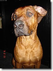 rhodsk ridgeback