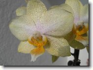 kvt Orchideje