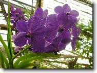 Orchidej z Madeiry