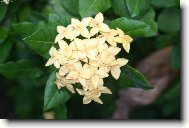 Ixora III.