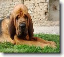 Bloodhound