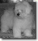 Coton de Tulear