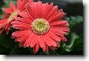 Gerbera