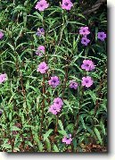 Ruellia