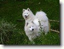 Samojed