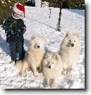 Samojed