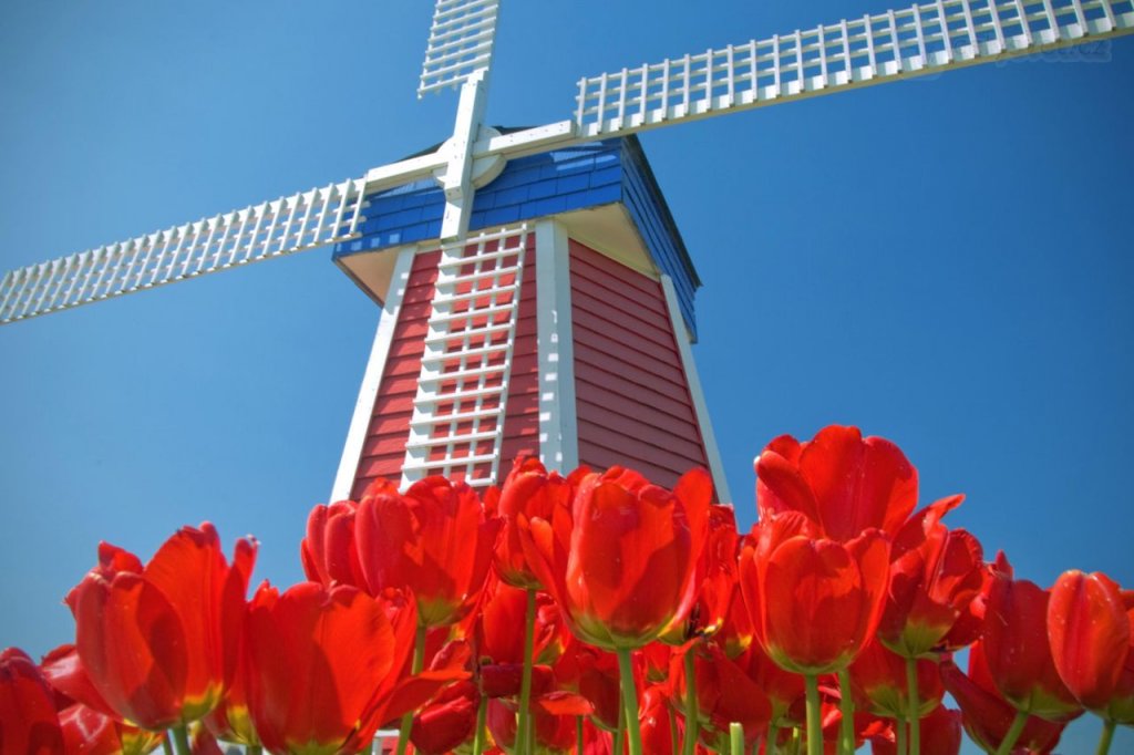 Foto: Windmill And Tulips, Woodburn, Oregon