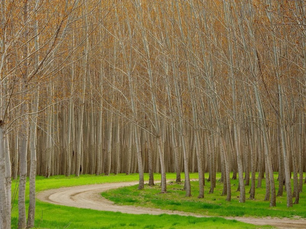 Foto: Hybrid Poplar Trees, Boardman, Oregon