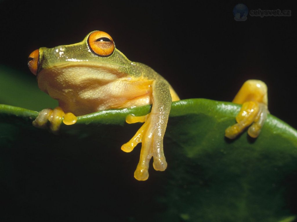 Foto: Orange Eyed Tree Frog, Kikori River Delta, Papua New Guinea