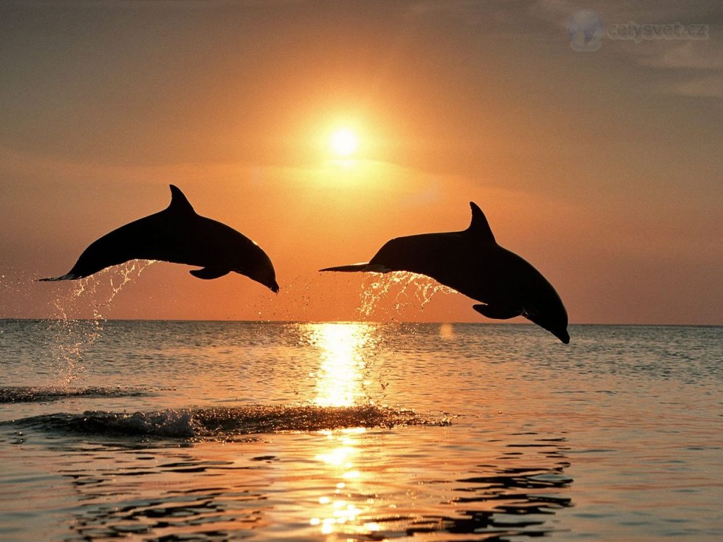 Foto: Bottlenose Dolphins Jumping At Sunset, Honduras