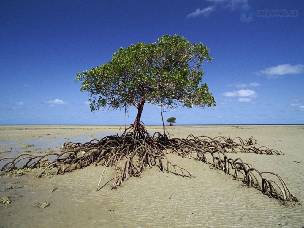 Foto: Mangrove Tree, Daintree National Park, Australia