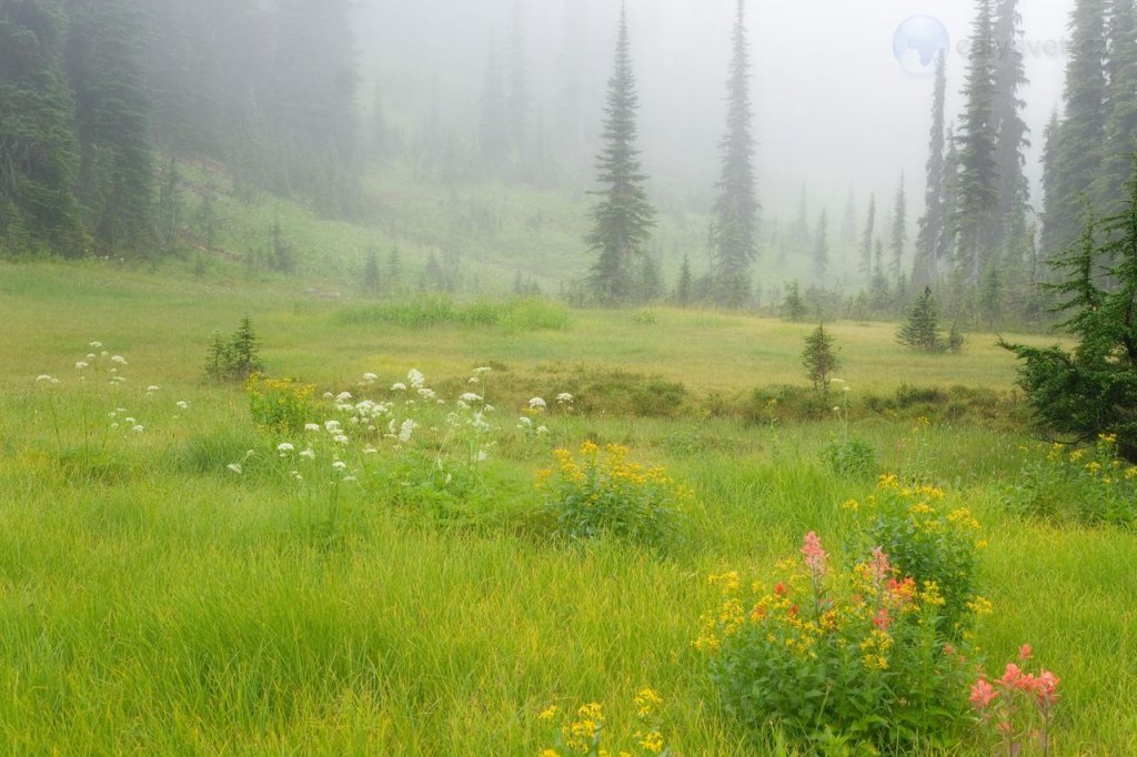 Foto: Meadows In The Sky, Revelstoke National Park, British Columbia, Canada