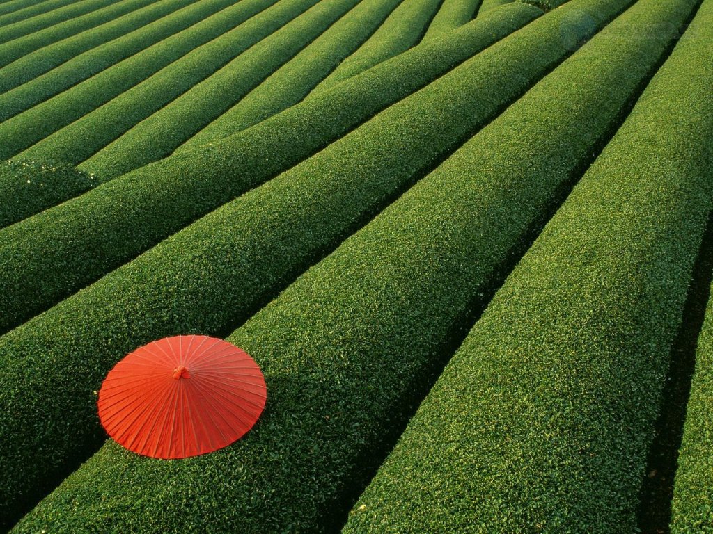 Foto: Tea Fields, Japan