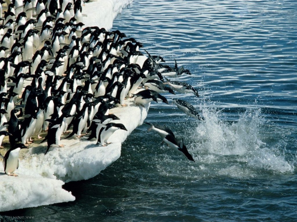 Foto: Adelie Penguins, Antarctic