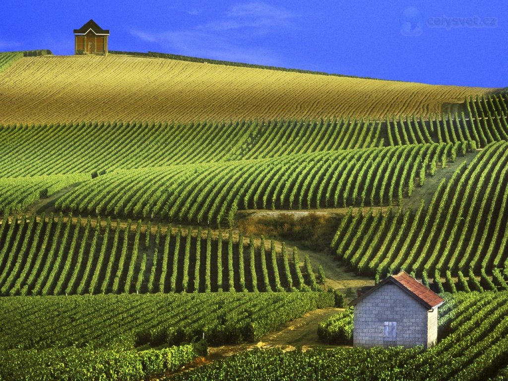 Foto: Panoramic View Of Vineyards, Champagne, France