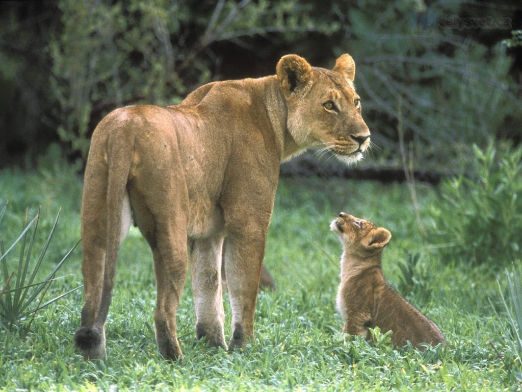 Foto: African Lion Mother With Cub, Moremi Game Reserve, Okavango Delta, Botswana