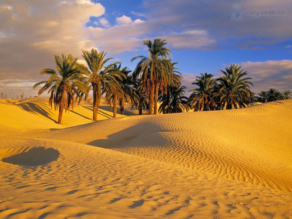 Foto: Desert Oasis, Tunisia