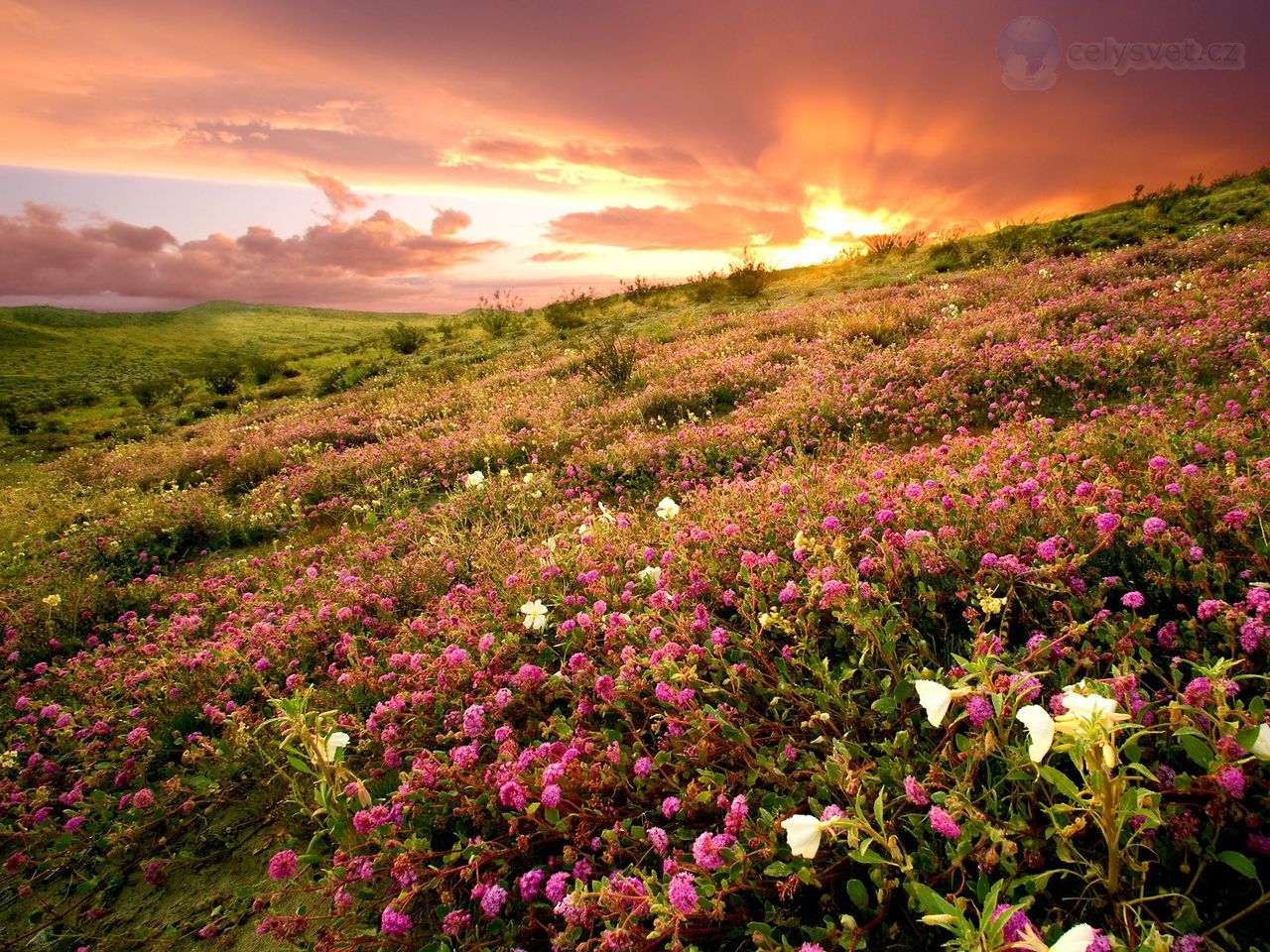 Foto: Anza Borrego State Park At Sunrise, California