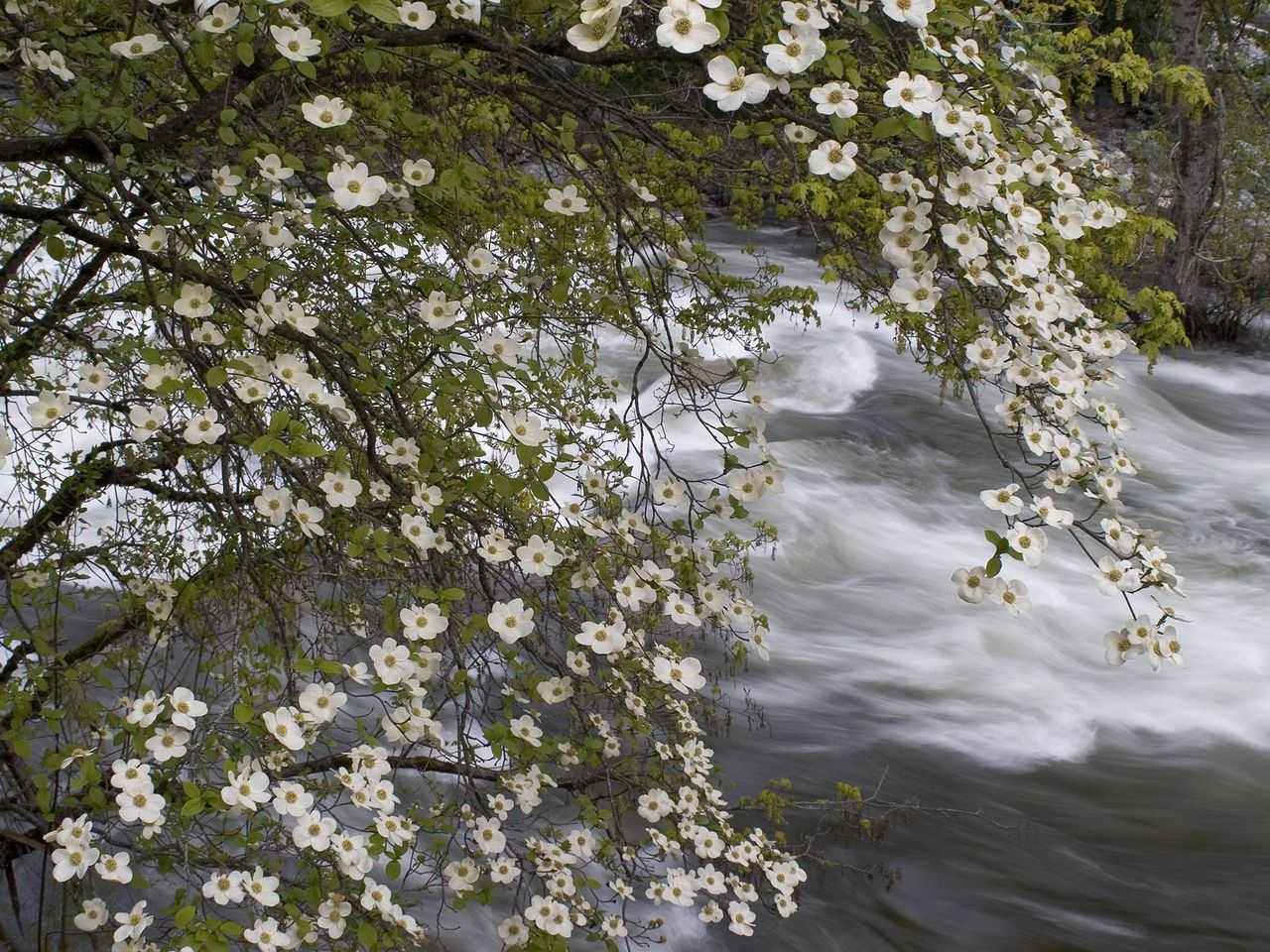 Foto: Pacific Dogwoods Over The Merced River, Yosemite National Park, California