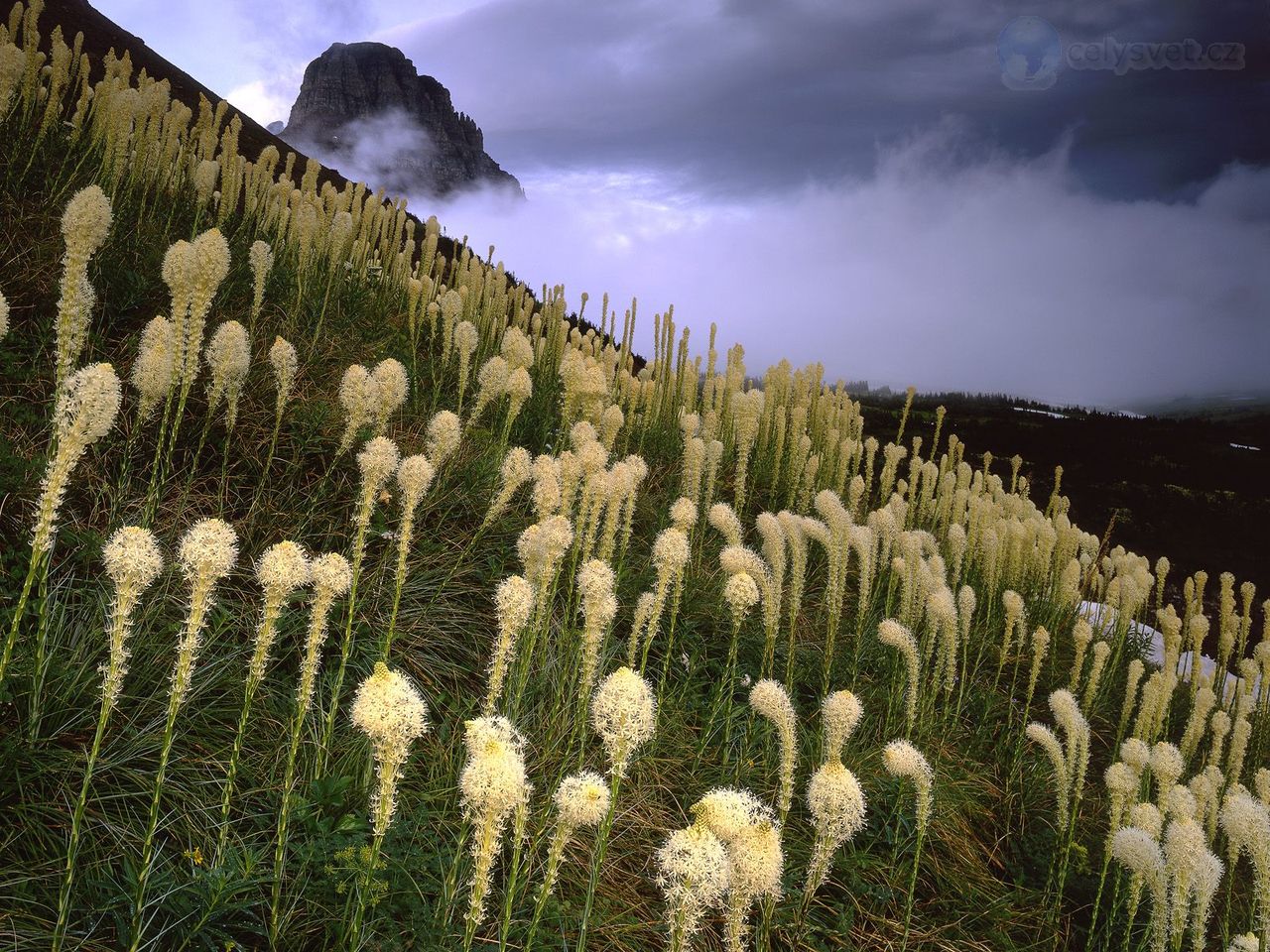 Foto: Blooming Beargrass And A Clearing Storm, Logan Pass, Glacier National Park, Montana