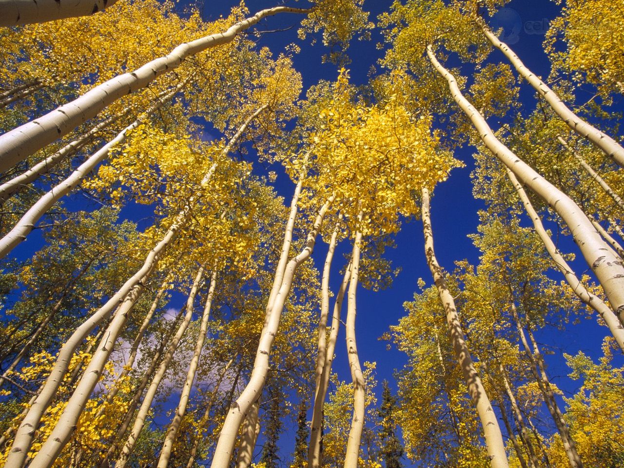 Foto: Aspens Viewed From The Forest Floor, Yukon, Canada