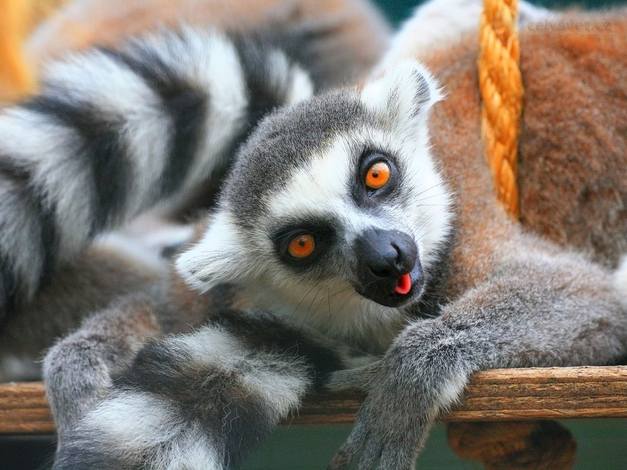 Foto: Ring Tailed Lemurs, Tropical Wings World Of Wildlife, South Woodham Ferrers, Essex, England