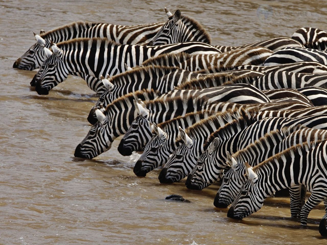 Foto: Herd Of Burchells Zebra Drinking, Mara River, Masai Mara, Kenya