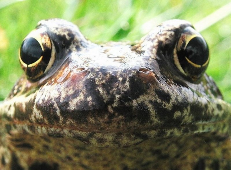 Foto: