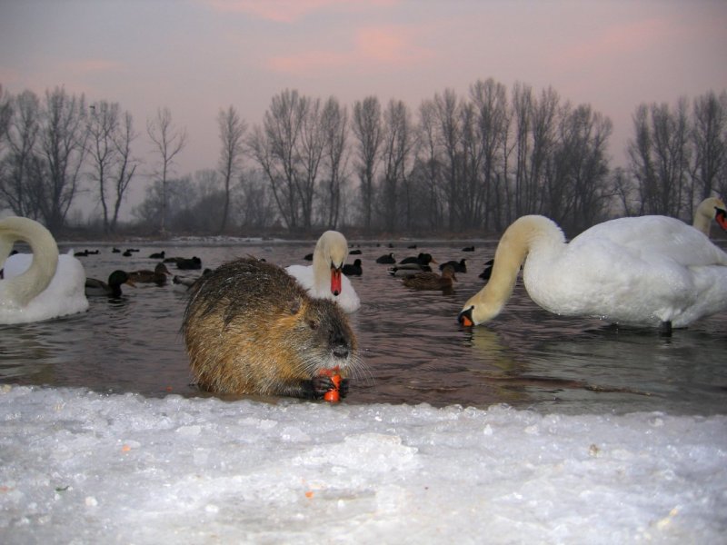 Foto: