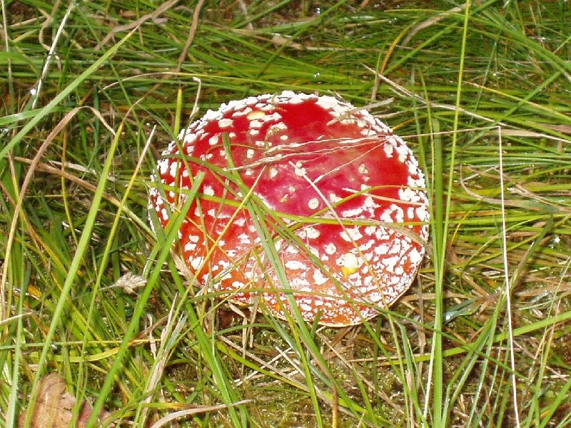 Foto: