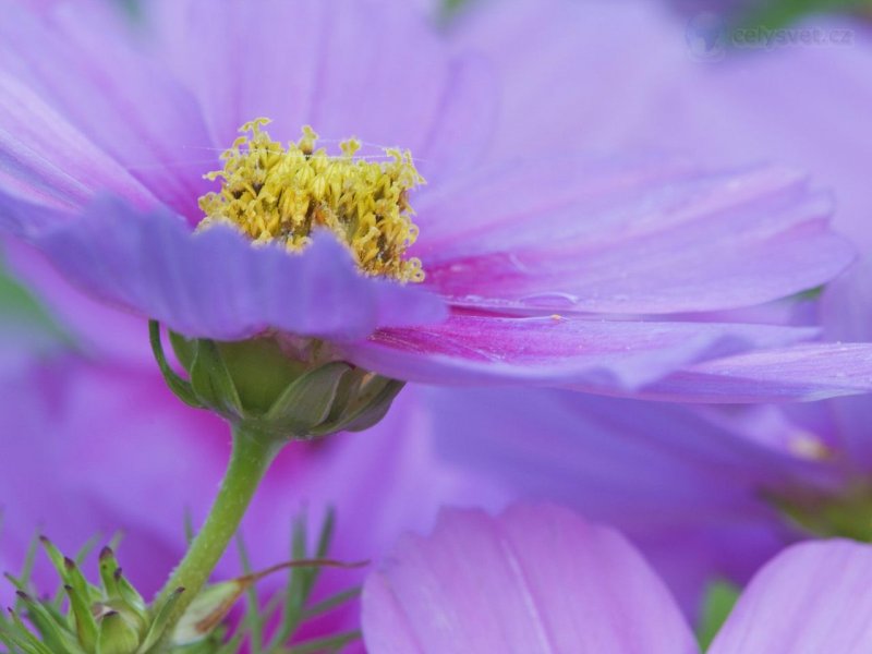 Foto: Close Up Of A Cosmos Flower, Maine