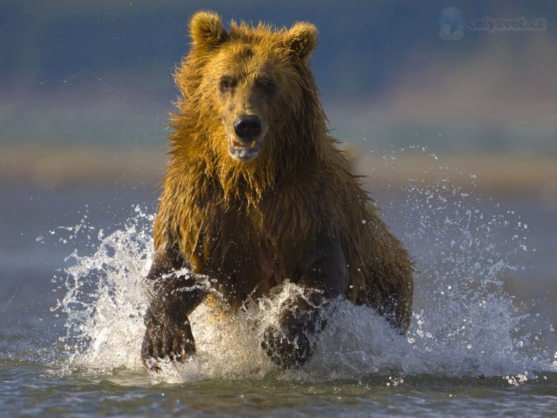 Foto: Alaskan Brown Bear, Hallo Bay, Alaska