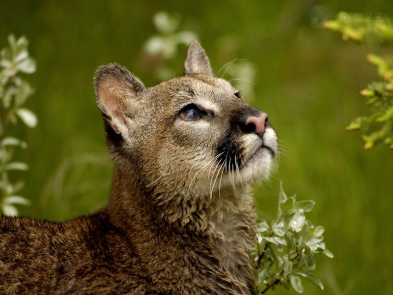 Foto: Watchful Cougar, Montana