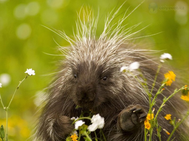 Foto: Porcupine And Wildflowers, California