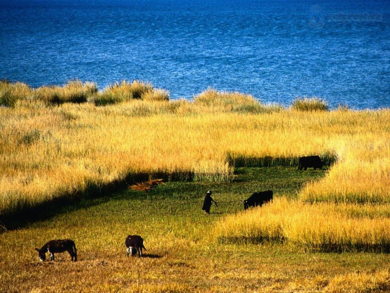 Foto: Farming Along The Eastern Shore Of Lake Titicaca, La Paz, Bolivia