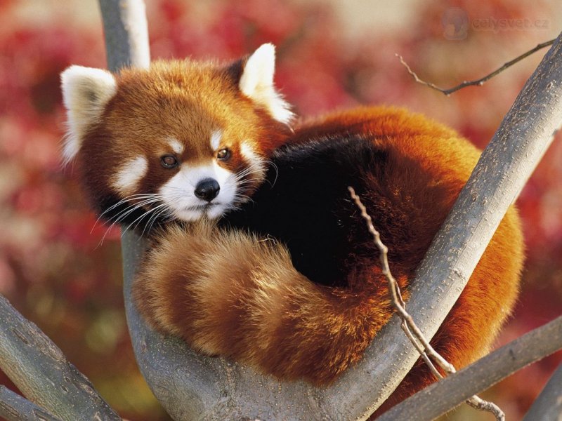 Foto: Lesser Panda, Oji Zoo, Kobe, Japan