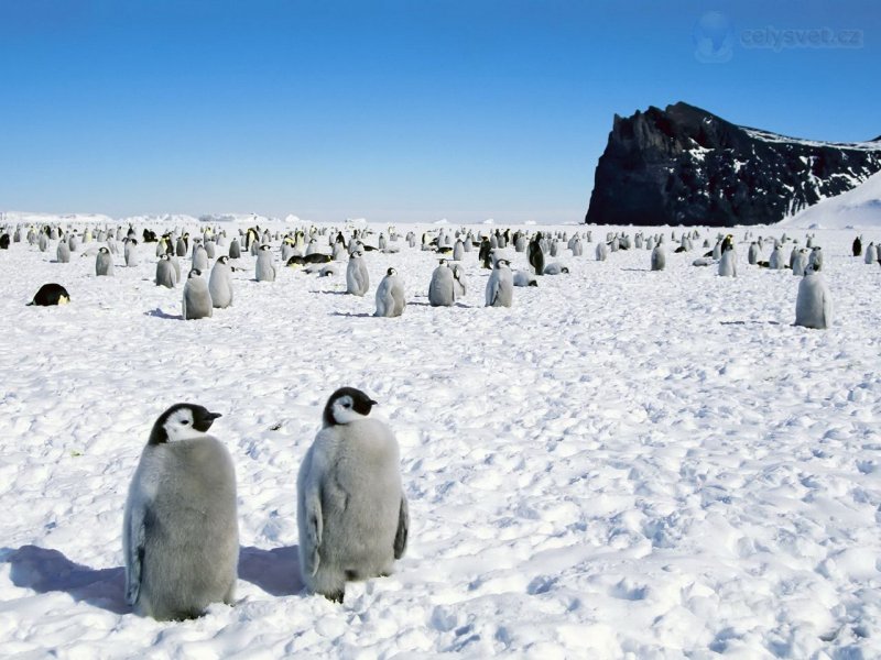 Foto: Emperor Penguins 2, Antarctica