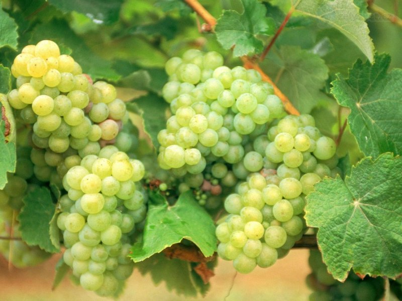 Foto: Folle Blanche Grapes, Armagnac, France