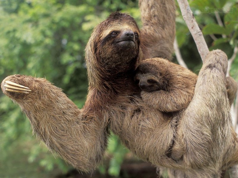 Foto: Three Toed Sloth With Baby, Corcovado National Park, Costa Rica