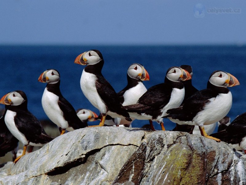 Foto: Puffin Colony, Farne Islands, England