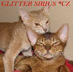Chovatelska stanice psů: GLITTER SIRIUS